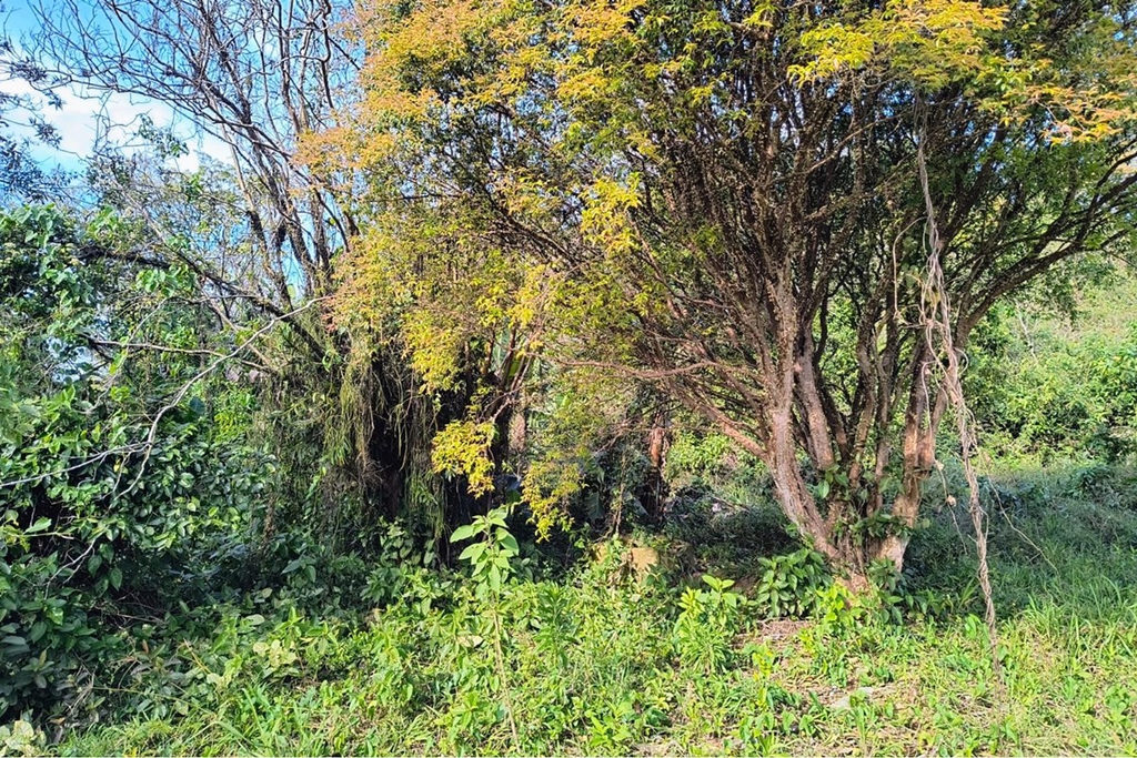 Terreno/Lote Residencial para venda no bairro Eldorado do Sul em Eldorado do Sul