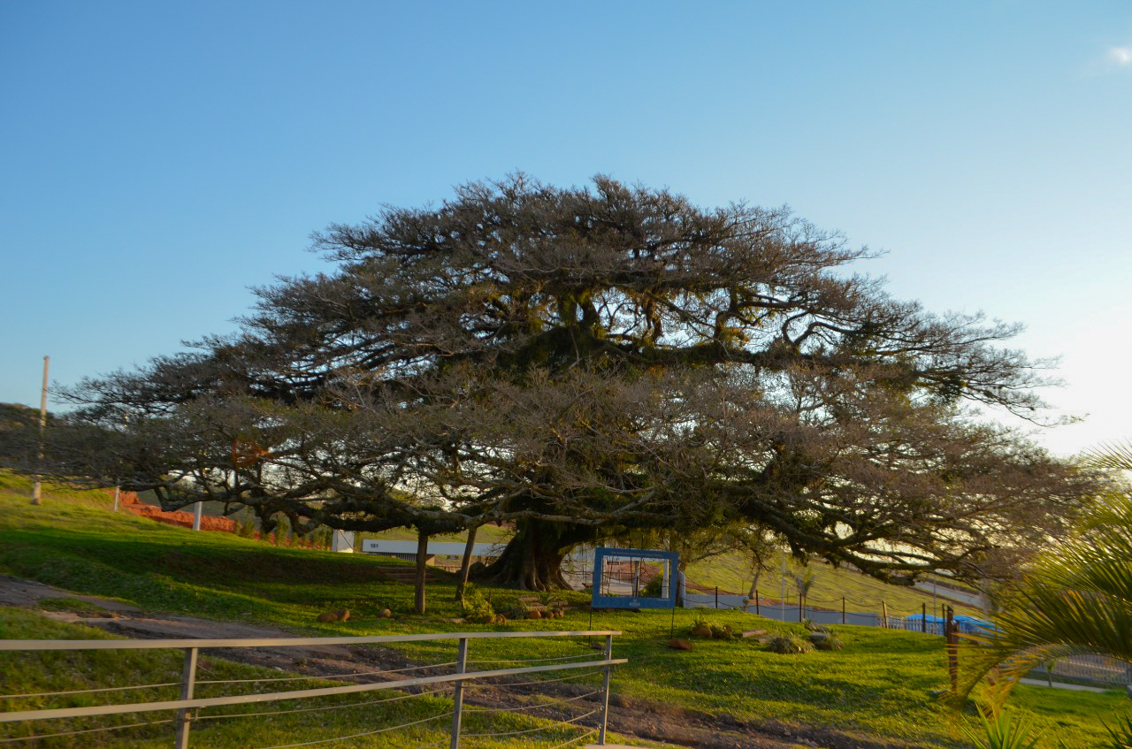 Reserva das Figueiras - Fase 1 Reserva das Figueiras - Fase 1