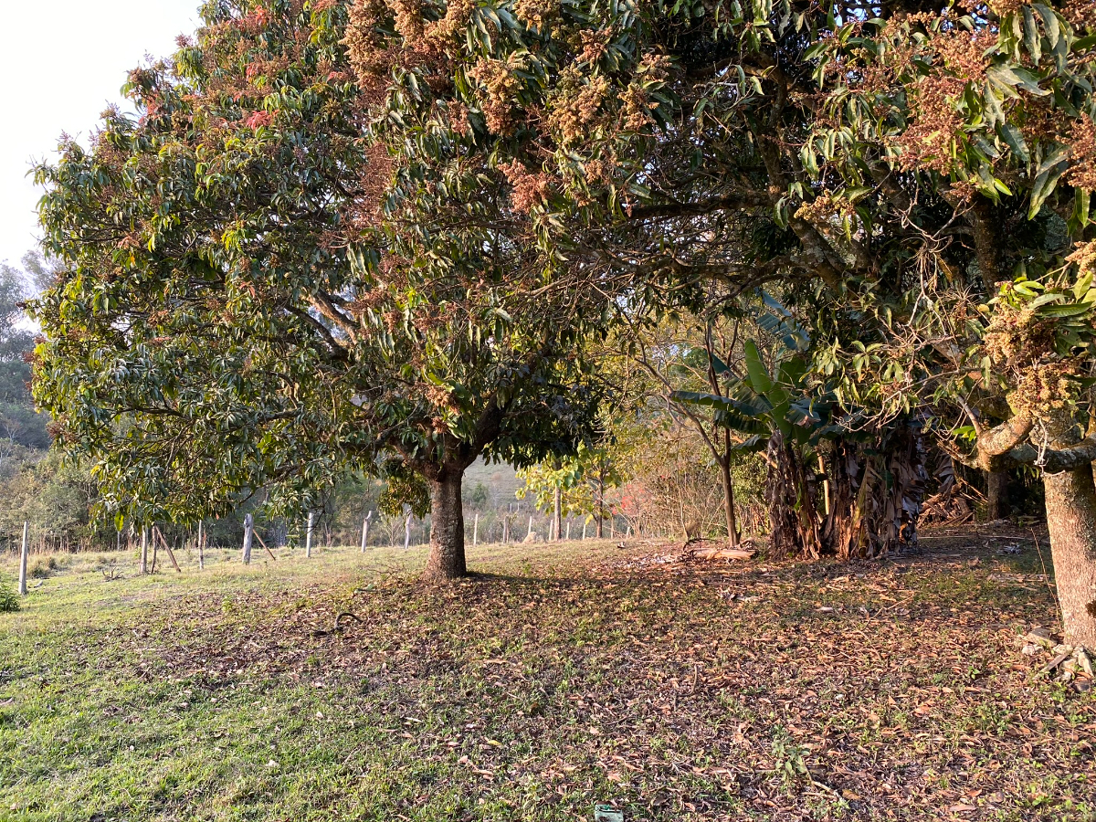 Residencial Multifamiliar de 93000m² no bairro Centro, em Pinhalzinho | Eu Corretor